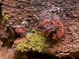 Kuehneromyces mutabilis image