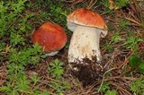 Boletus rubriceps image