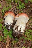 Boletus rubriceps image