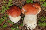 Boletus rubriceps image