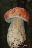 Boletus rubriceps image