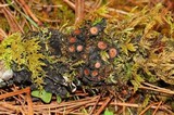 Leptogium phyllocarpum var. phyllocarpum image
