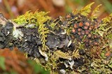Leptogium phyllocarpum var. phyllocarpum image