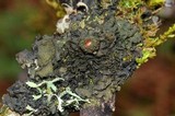 Leptogium phyllocarpum var. phyllocarpum image
