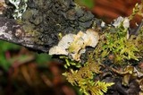 Leptogium phyllocarpum var. phyllocarpum image