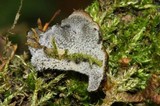 Leptogium phyllocarpum var. phyllocarpum image
