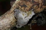 Leptogium phyllocarpum var. phyllocarpum image