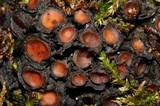 Leptogium phyllocarpum var. phyllocarpum image