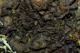 Leptogium phyllocarpum var. phyllocarpum image