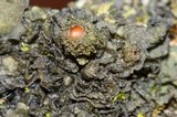Leptogium phyllocarpum var. phyllocarpum image