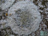 Diploicia canescens image