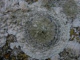 Diploicia canescens image