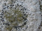 Diploicia canescens image