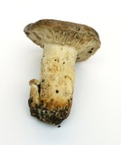 Lactarius argillaceifolius var. megacarpus image