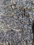 Phaeographis dendritica image