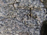 Phaeographis dendritica image