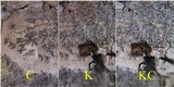 Phaeographis dendritica image