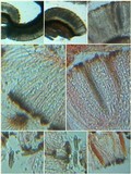 Phaeographis dendritica image