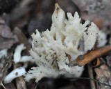 Clavulina coralloides image