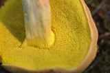 Boletus subtomentosus image