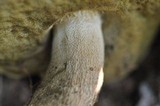 Boletus edulis f. quercicola image