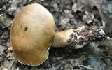 Boletus edulis f. quercicola image