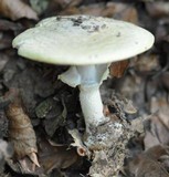 Agaricus silvicola image