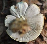 Agaricus silvicola image
