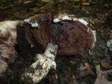 Agaricus cappellianus image