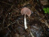 Agaricus semotus image