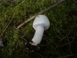 Agaricus silvicola image