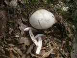 Agaricus altipes image