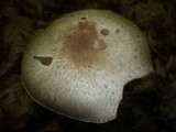 Agaricus depauperatus image
