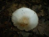 Agaricus comtulus image