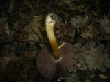 Agaricus comtulus image