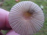 Parasola plicatilis image