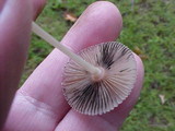 Parasola plicatilis image
