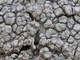 Ochrolechia parella image