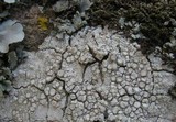 Ochrolechia parella image