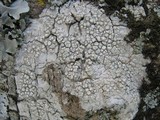 Ochrolechia parella image