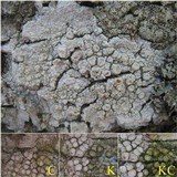 Ochrolechia parella image