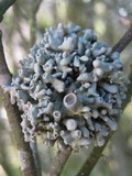 Ramalina inflata ssp. australis image