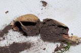 Scleroderma areolatum image