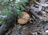 Lactarius rubrilacteus image