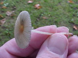 Parasola plicatilis image