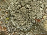Punctelia punctilla image