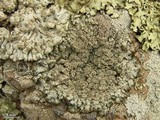 Punctelia punctilla image