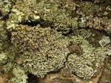 Cladonia hammeri image