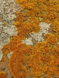 Caloplaca saxicola image