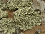 Xanthoparmelia cumberlandia image